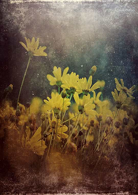 'Abstract Yellow Daisies'