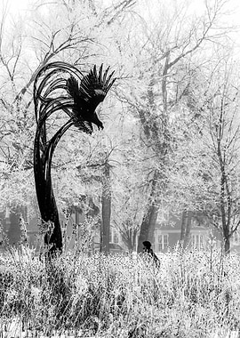 During a hoarfrost event, I patiently waited for an uns ...