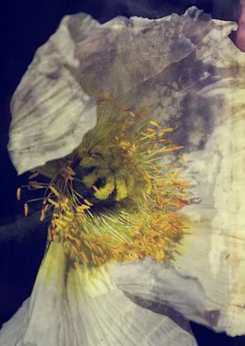 anemone in the garden