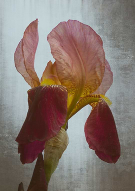 iris gladiolus in the garden