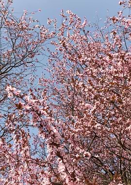 pink flowers on the tree