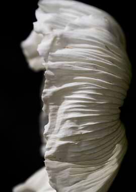 anemone in the garden