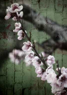 peach blossom