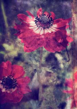 anemone in the garden