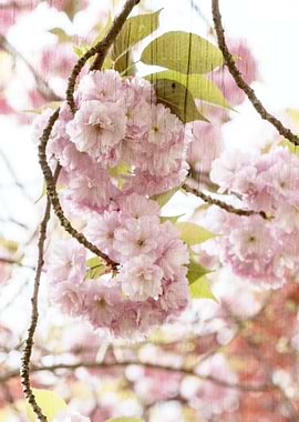 pink flower in spring