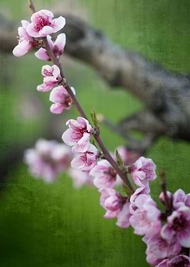 peach blossom