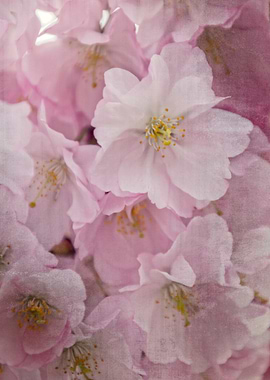 pink flowers on tree