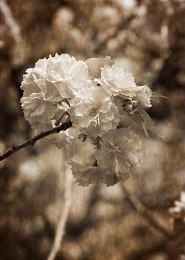 flowers on the branches in spring
