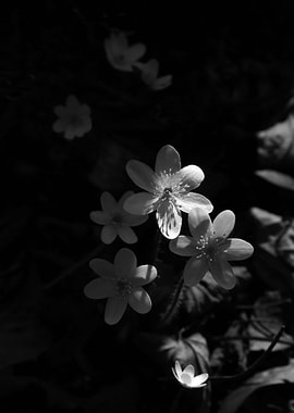 Tiny white flowers in a beam of sunlight in a Central N ...