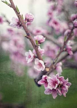 peach blossom