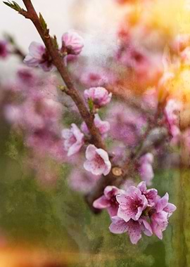 peach blossom
