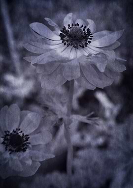 anemone in the garden