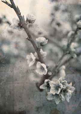 pink flowers on the branch