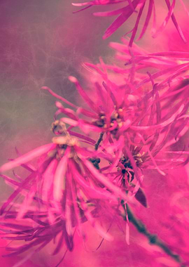 pink flower on tree in spring