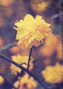 yellow flower in spring