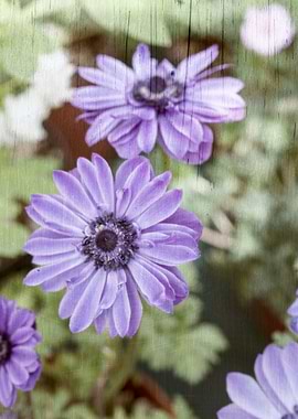anemone in the garden