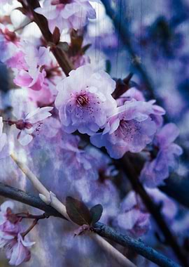 pink flowers on the branch