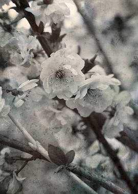 pink flowers on the branch