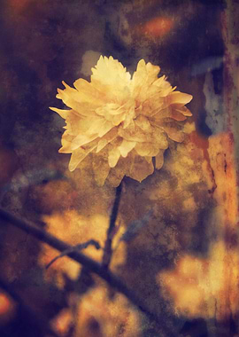 yellow flower in spring