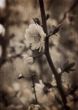 pink flowers on the branches in spring