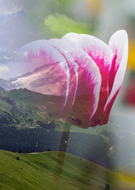 cyclamen and rocky mountain