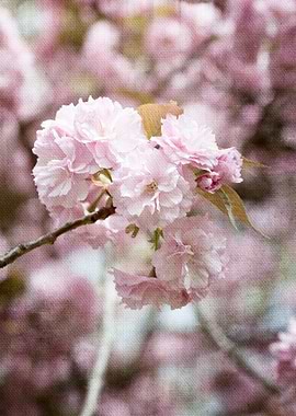 pink flower in spring