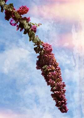 bouganvillea in the garden