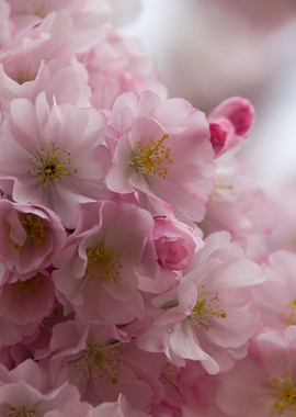 pink flowers on tree