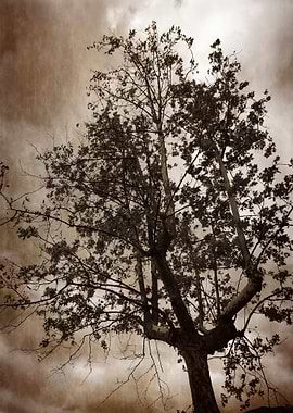 pink flower in spring