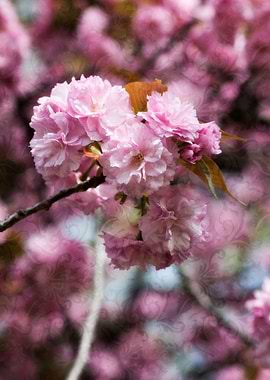 pink flower in spring