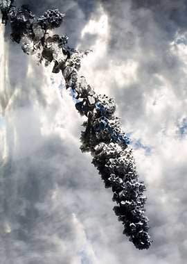 bouganvillea in spring