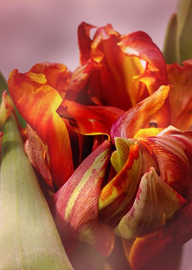 Tilp yellow and red colored