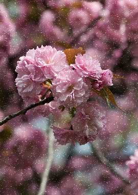 pink flower in spring