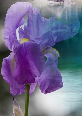 landscape of blue lake and lily