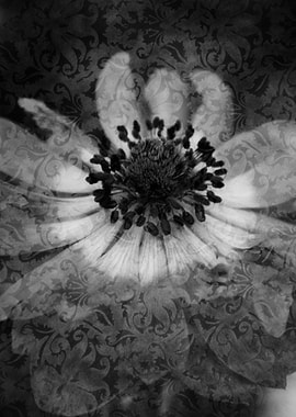 anemone in the garden