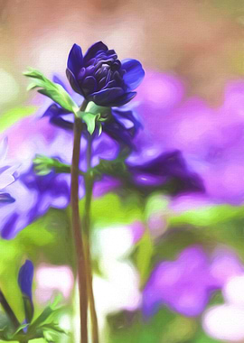 anemone in the garden