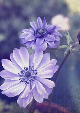 anemone in the garden