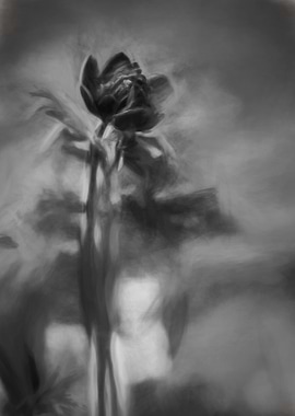 anemone in the garden