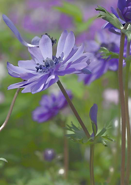 anemone in the garden