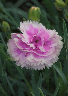 carnation in the garden