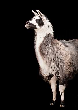 LAMA by Monika Strigel