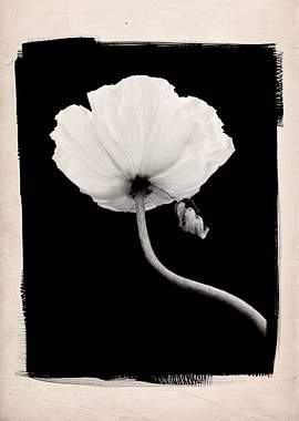 A black and white studio still life of a flowering popp ...