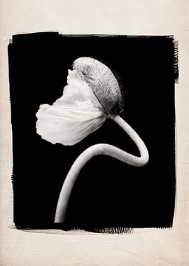 A black and white studio still life of a poppy beginnin ...