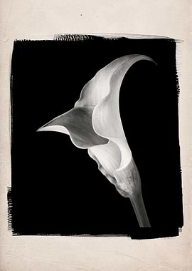 A black and white studio still life of a special hybrid ...