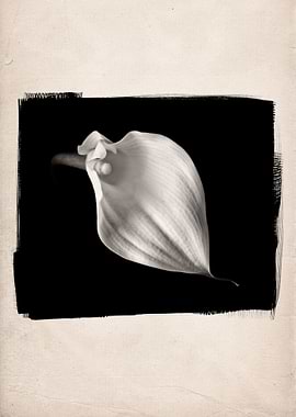 A black and white photographic still life of a Flowerin ...