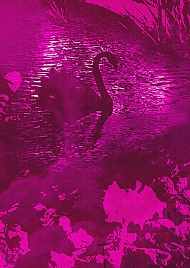 Pink Swan