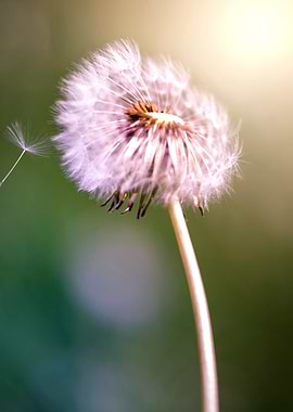 dandelion