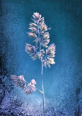 wildflower in the garden