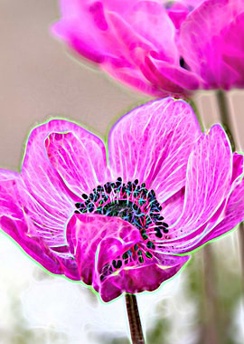anemone coronaria in the garden