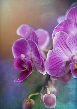 orchid in the garden